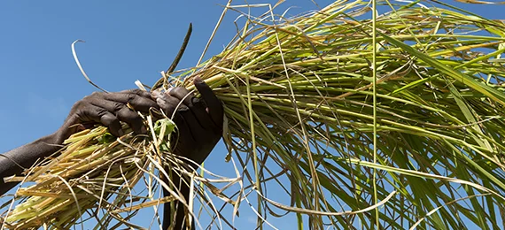 Rice-Harvest-Blog-05-Banner.jpg