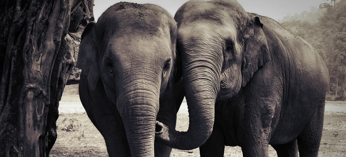 ElephantBanner.jpg