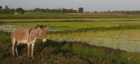 TheBrookeKenyaBlogBanner.jpg