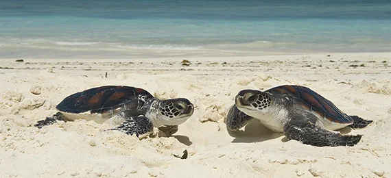 UziIslandBlogBanner.jpg